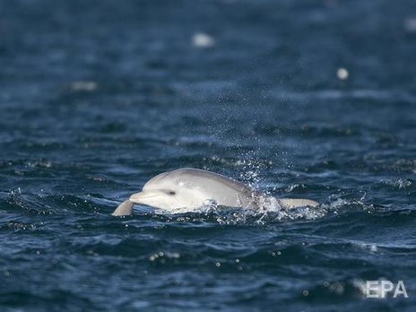 Украинские пограничники в Азовском море освободили дельфина