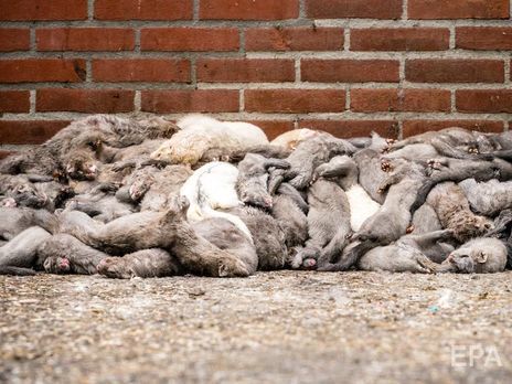 В Дании уничтожат около 1 млн норок из-за вспышек COVID-19 на фермах