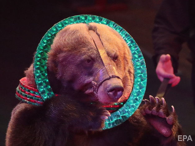У Москві після нападу ведмедя помер робітник цирку