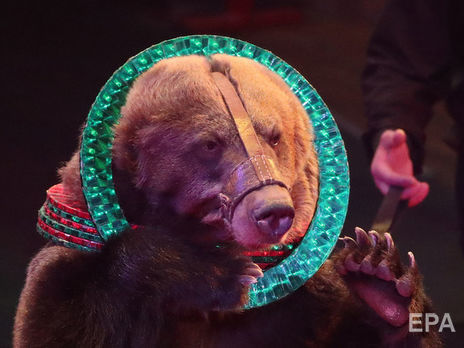В Москве после нападения медведя скончался работник цирка