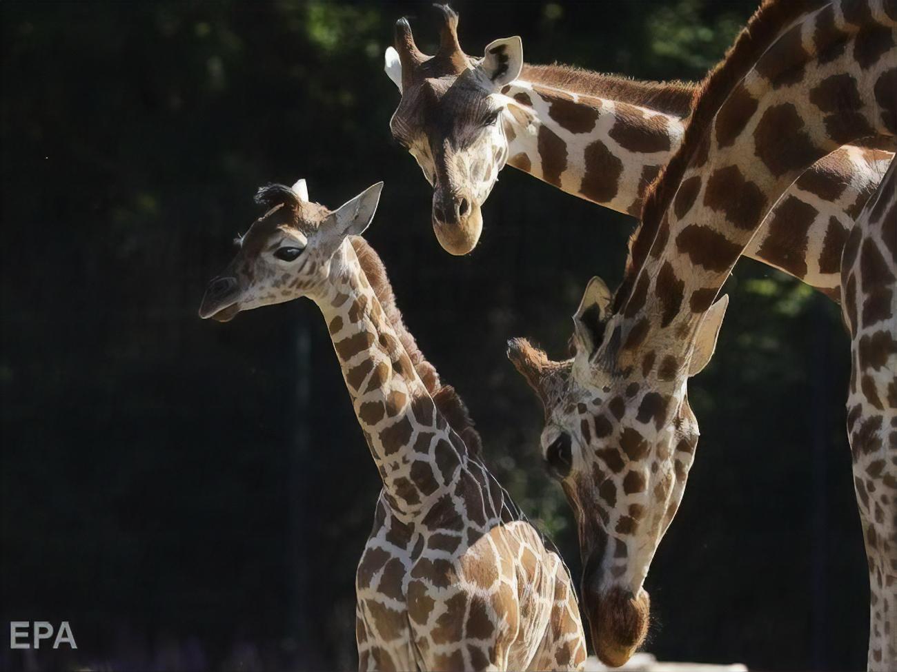 Сколько всего детенышей жирафа родилось за два. Жираф Ротшильда. Жираф Ротшильда Ростовский зоопарк. Жираф Ротшильда популяция. Жираф в берлинском зоопарке.