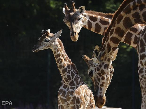 У Франції в зоопарку вперше за 30 років народився жираф рідкісної породи