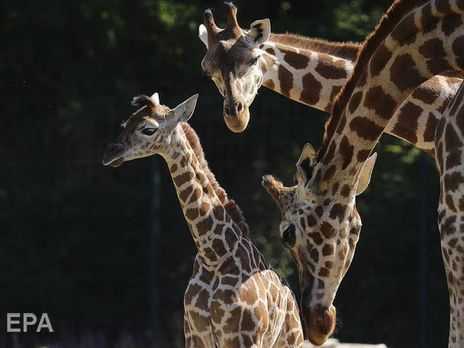 Во Франции в зоопарке впервые за 30 лет родился жираф редкой породы