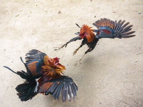 На Філіппінах бойовий півень убив поліцейського під час служби