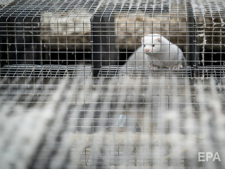 Мутований коронавірус виявили на фермах норок у шести країнах. Британія заборонила в'їзд із Данії