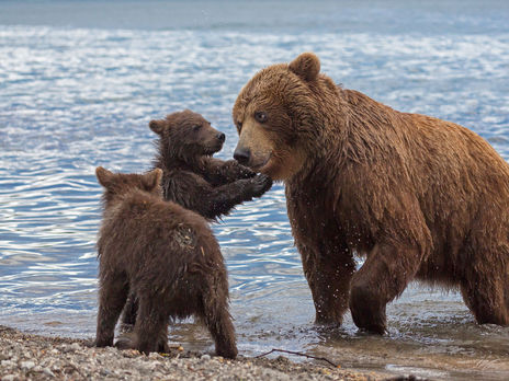 В единой диспетчерской службе, куда жители Камчатки сообщают о выходе медведей, об этом случае не знали
