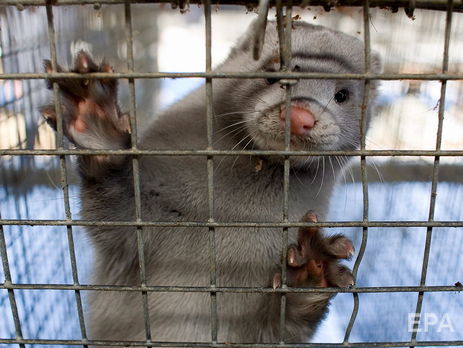 Больных COVID норок на украинских фермах нет – Ассоциация звероводов