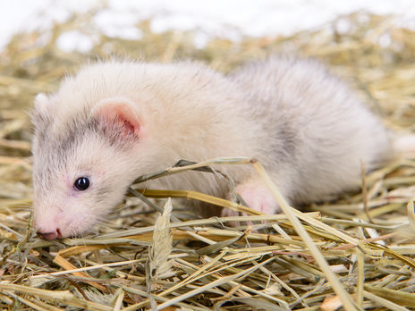 В Україні збираються вакцинувати норок від коронавірусу