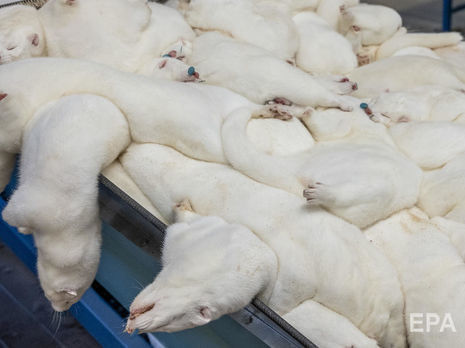 В Дании не могут уничтожить 17 млн норок. Правительство выдало распоряжение без принятия закона