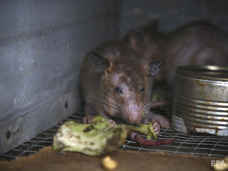 В Германии выявили первый случай хантавируса. Пациентка могла заразиться от домашней крысы