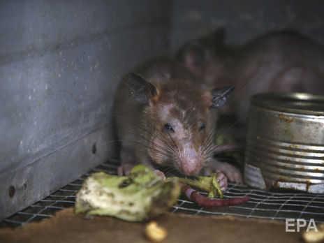 Хантавирус передается от крыс
