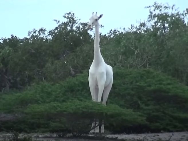 Єдиного білого жирафа, що залишився у світі, оснастили GPS, щоб відлякувати браконьєрів