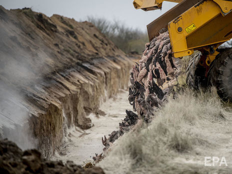 Мутировавший штамм коронавируса норок, скорее всего, исчез – минздрав Дании