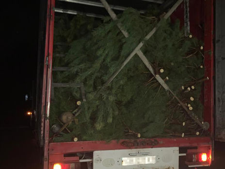 Из Украины пытались вывезти 800 новогодних сосен ㅡ ГПСУ