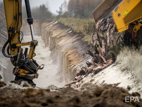 Повстали з могил. У Данії знищені через коронавірус норки підіймаються з-під землі