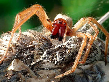 Чоловіка вкусив на дачі у Нікополі отруйний павук. Внаслідок ускладнень йому ампутували обидві ноги