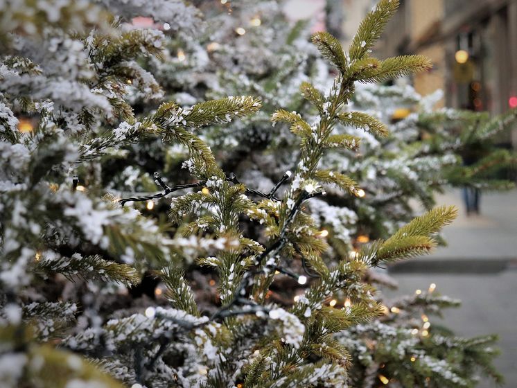 Гослесагентство Украины назвало цены на новогодние елки