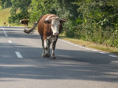 В Украине в 2020 году произошло почти 600 ДТП с участием животных – полиция