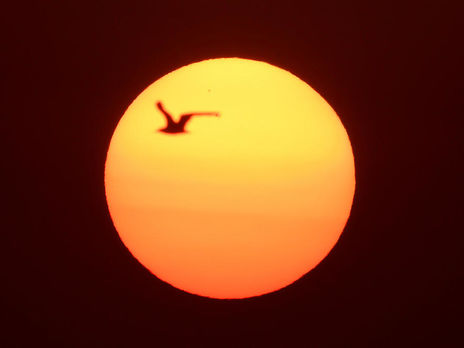 Опубликовано первое детальное изображение пятна на Солнце