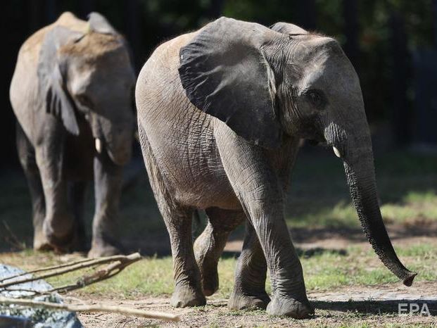 Через посуху Намібія продасть з аукціону 170 диких слонів