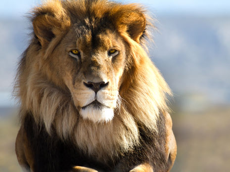 Це другий випадок COVID-19 у великих кішок, навесні коронавірус виявили у левів і тигрів у зоопарку Нью-Йорка