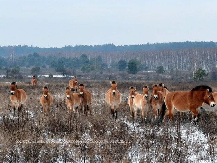 Чорнобильський заповідник занесли до бази природоохоронних територій світу