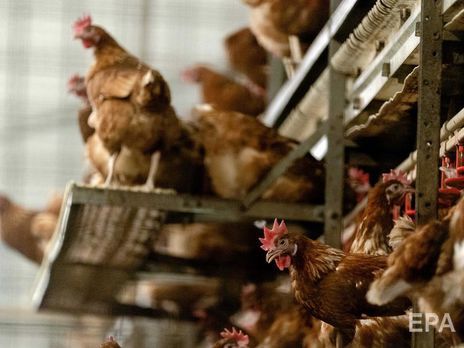 У Японії виявили вогнище пташиного грипу