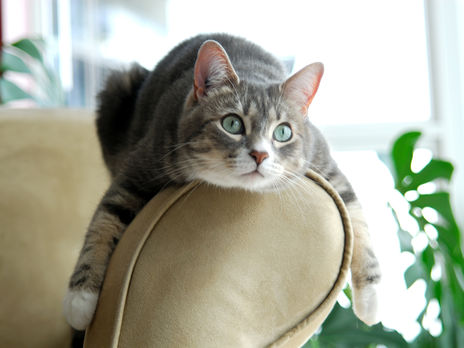 В Одессе шестилетняя девочка сообщила о минировании школы, чтобы поиграть с котом