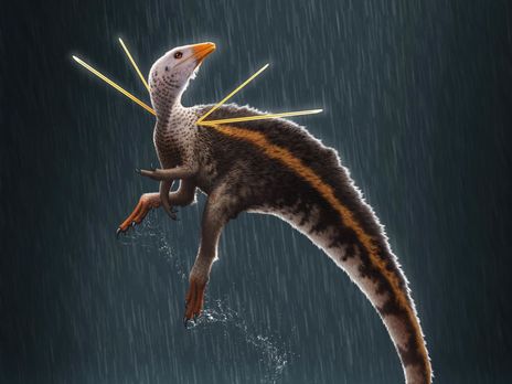 В Бразилии обнаружили новый вид динозавра размером с курицу