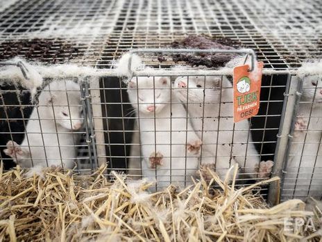 В Дании эксгумируют 4 млн норок, убитых из-за коронавируса