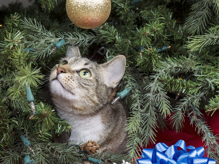 Как спасти елку от кота? Видеоподборка новогодних кошачьих шалостей