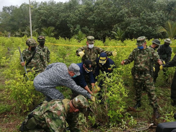 В Колумбии за год уничтожили 130 тыс. га плантаций коки – максимум за последние 12 лет
