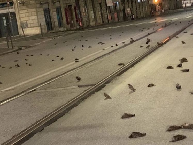 В Риме из-за новогодних фейерверков произошла массовая гибель птиц