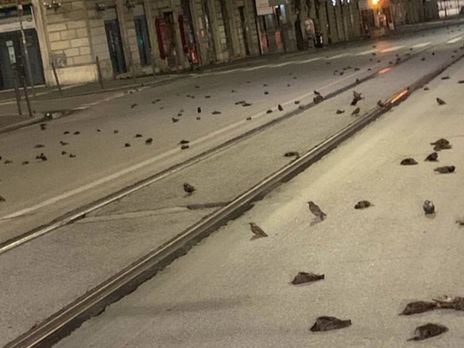 У Римі через новорічні феєрверки сталася масова загибель птахів