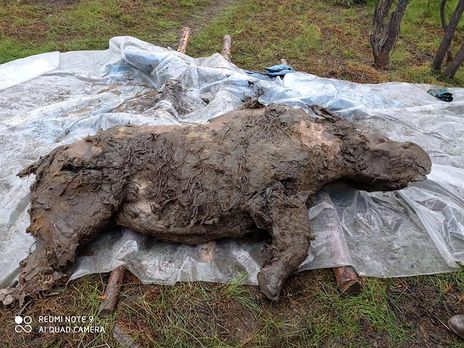 В Якутії у вічній мерзлоті виявили шерстистого носорога