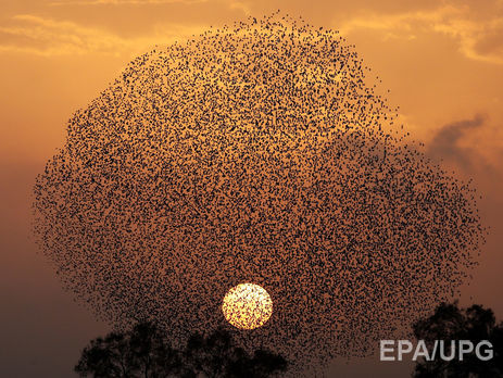 В Австрии нетрезвые скворцы создали гигантские пробки