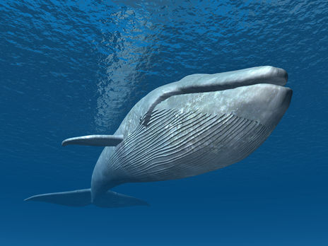 Хотя запрет китобойного промысла помог спасти китов от вымирания, глобальное потепление несет для них новые угрозы, отмечают ученые