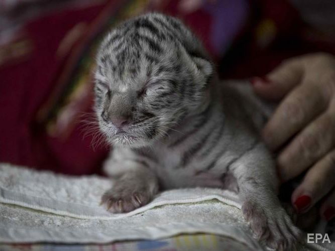 В зоопарке Никарагуа родился белый бенгальский тигренок. В дикой природе таких не осталось