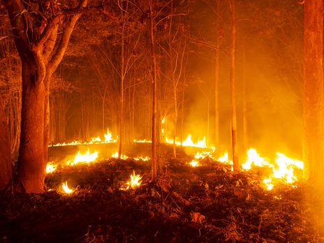 За 30 лет в мире исчезло 420 млн га леса – это площадь семи Украин