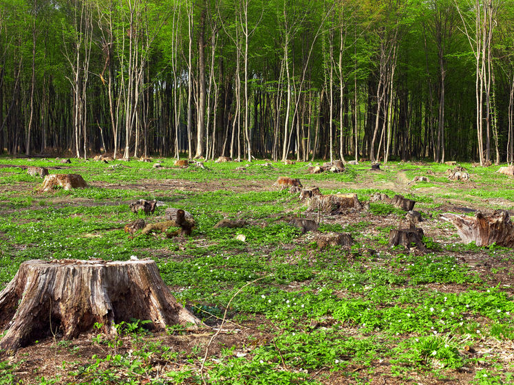 2020 року в Україні завдали збитків довкіллю на понад 2 млрд грн 