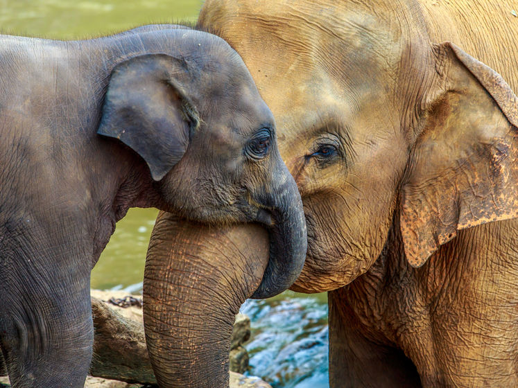 Науковці розпочали підрахунок африканських слонів за допомогою супутникових знімків