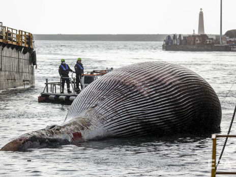 В Италии обнаружили тушу мертвого кита, одного из крупнейших в Средиземноморье. Видео