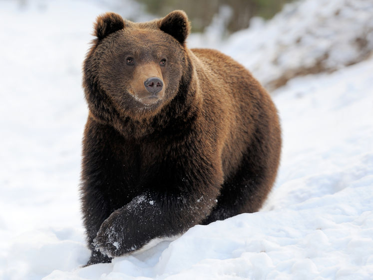 В Румынии медведь погнался за лыжником. Видео