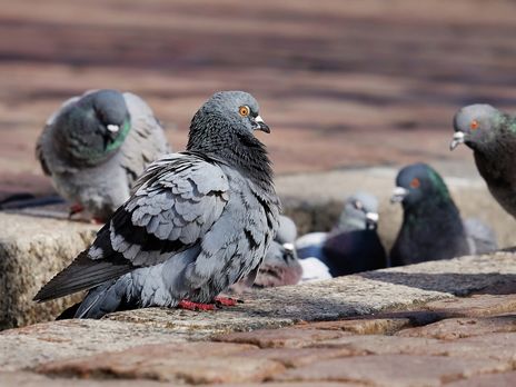 Новосибірці традиційно збираються "годувати голубів"