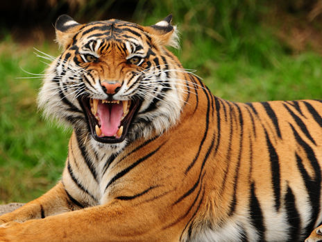 У Чернігівській області тигр загриз співробітника зоопарку
