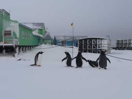 Google посвятил дудл с пингвинами 25-летию украинской станции 