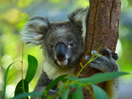 После ДТП коалу выпустили в лес в километре от трассы
