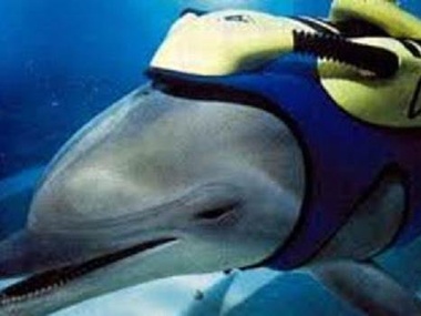 Крымские дельфины перешли на службу в Черноморский флот России