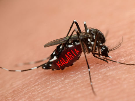 В Закарпатье у двух человек обнаружили малярию