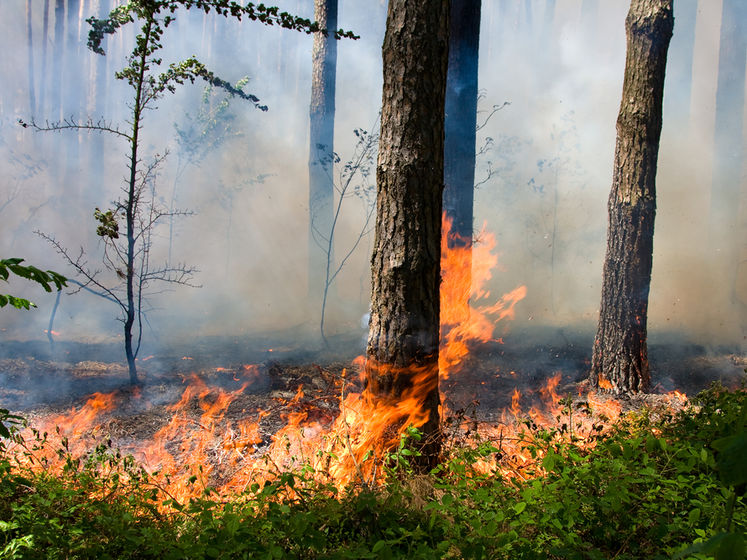 Верховна Рада посилила захист лісів від пожеж